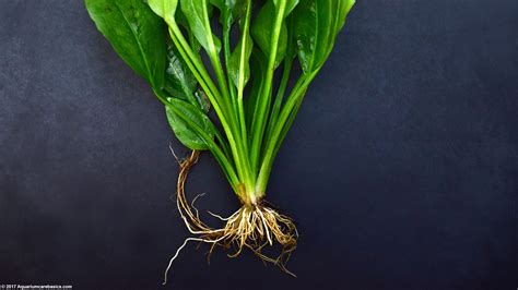 Amazon Sword Plant Care, Growth Rate, Roots & Leaves .